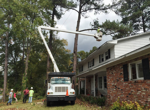 Professional Tree Removal Services in Maize, KS