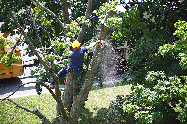 How Our Tree Care Process Works  in  Maize, KS